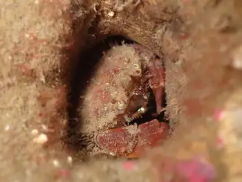 Pygmy Rock Crab
