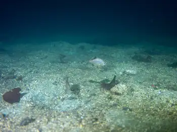 Dive Site