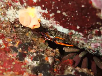 Crab