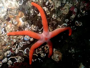 Armpit Blood Star