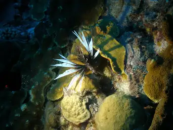 Lionfish