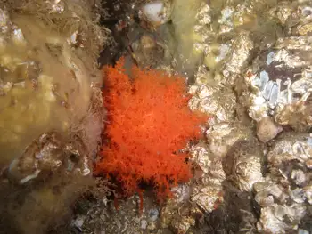 Red Sea Cucumber