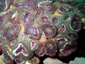 Anemones