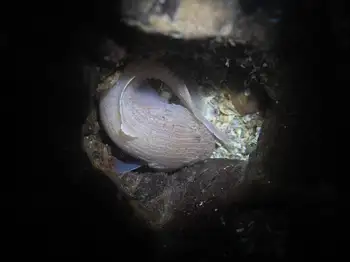 slipskin snailfish