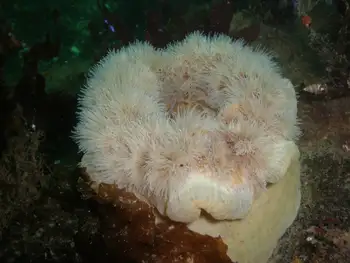 Anemone