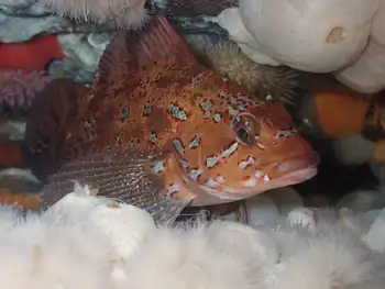 Male Kelp Greenling