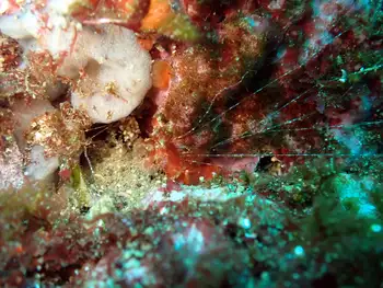 spaghetti worm