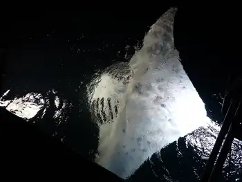 Reef Manta