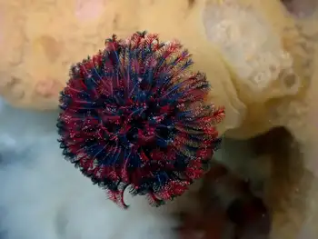 Vancouver Feather Duster Worm