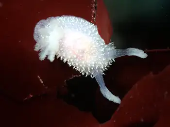 Hairy Horned Dorid