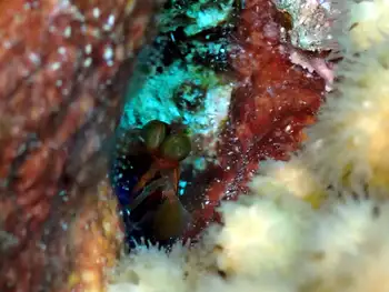 dark mantis shrimp