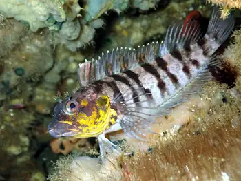 bravo clinid blenny