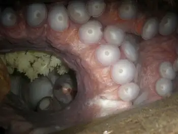 Eggs Giant Pacific Octopus