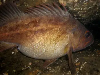 grass rockfish