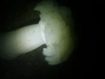 Metridium Anemone