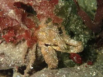 Sharp Nosed Crab