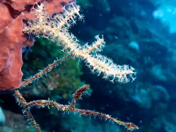 coral