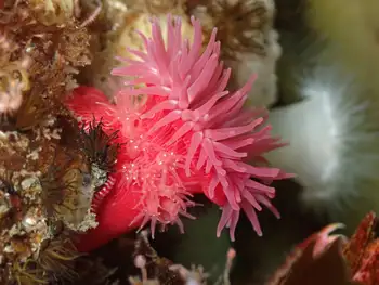 Proliferating Anemone
