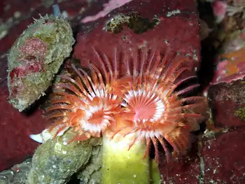 Feather Duster Worms