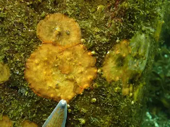 bryozoan