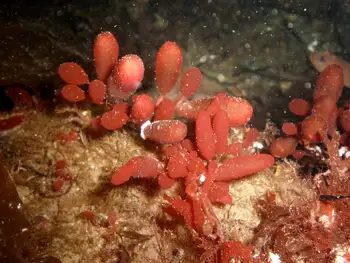 sea grape