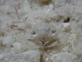 crab