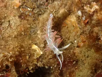 Three Lined Nudibranch