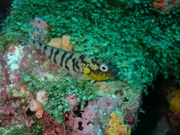 Bravo Clinid Blenny