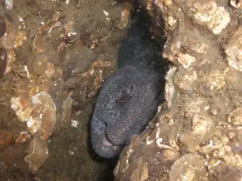 Wolf Eel