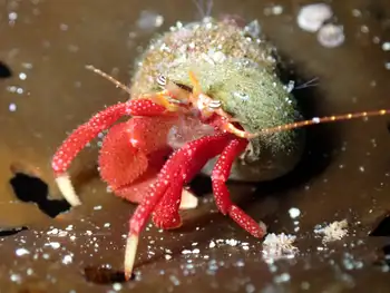 Maroon Hermit Crab
