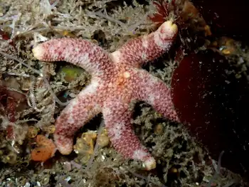 dwarf mottled henricia star