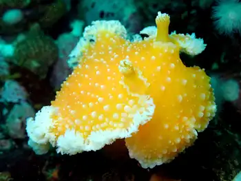 Orange Peel Nudibranch