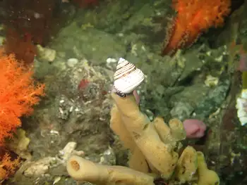 Snail
