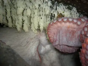 Eggs Giant Pacific Octopus
