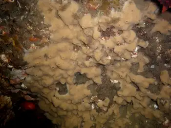 Hard Gnarled Clump Sponge