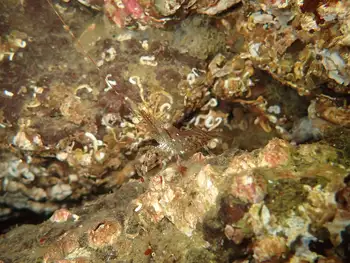 Coonstripe Shrimp