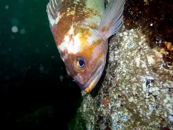 Copper Rockfish
