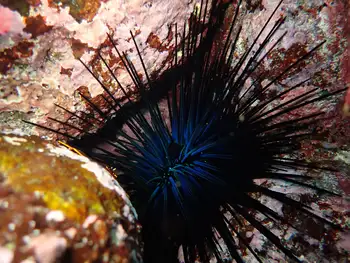 Hatpin Urchin