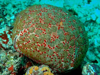 indian cushion star