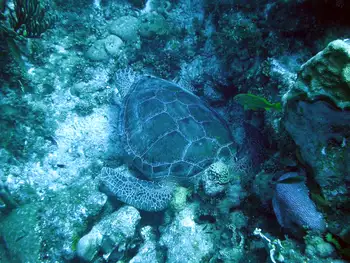 Green Sea Turtle