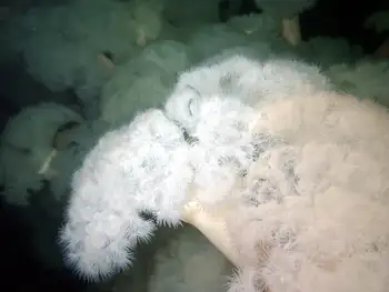 Metridium Anemones