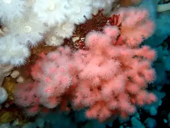 Red Soft Coral