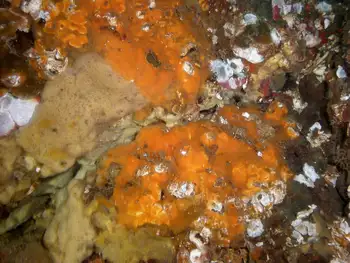 Hard Gnarled Clump Sponge