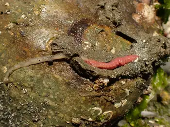 Curlyhead Spaghetti Worm