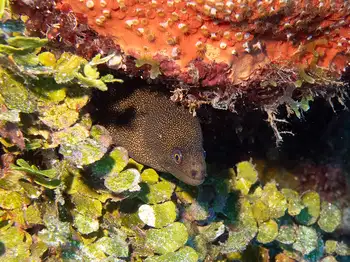 Goldentail Moray Eel