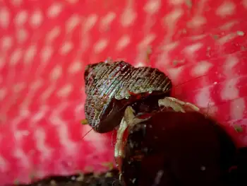 Greenmark Hermit Crab