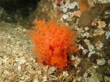 Red Sea Cucumber