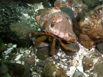 Grainyhand Hermit Crab