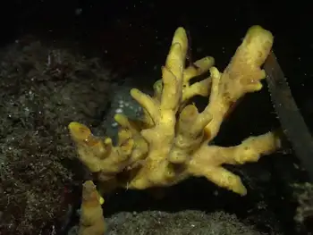 tough yellow branching sponge