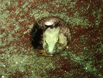 eggs grunt sculpin